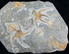 Large, Displayable Ordovician Starfish Plate #8458-2
